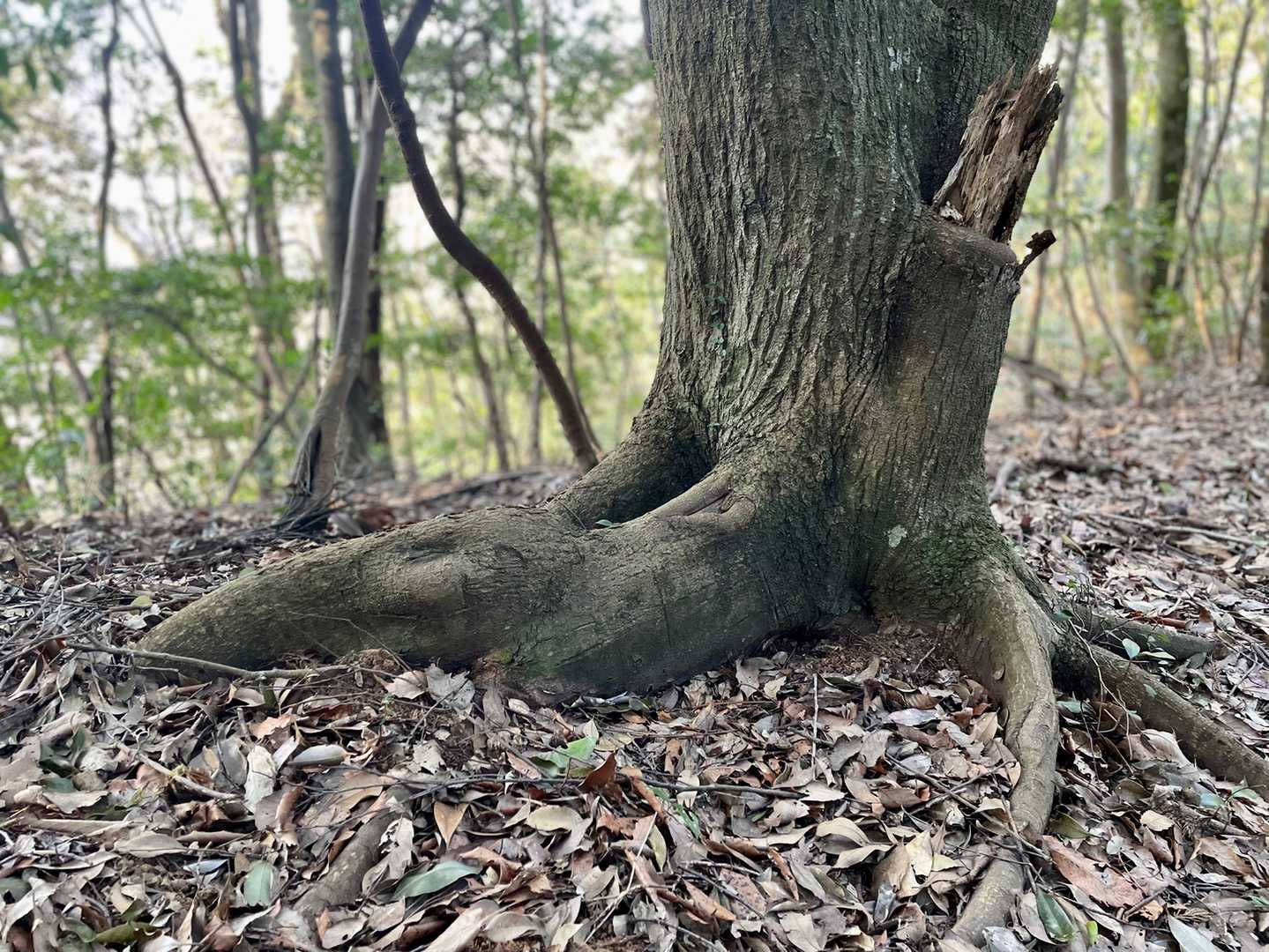 恐竜の足