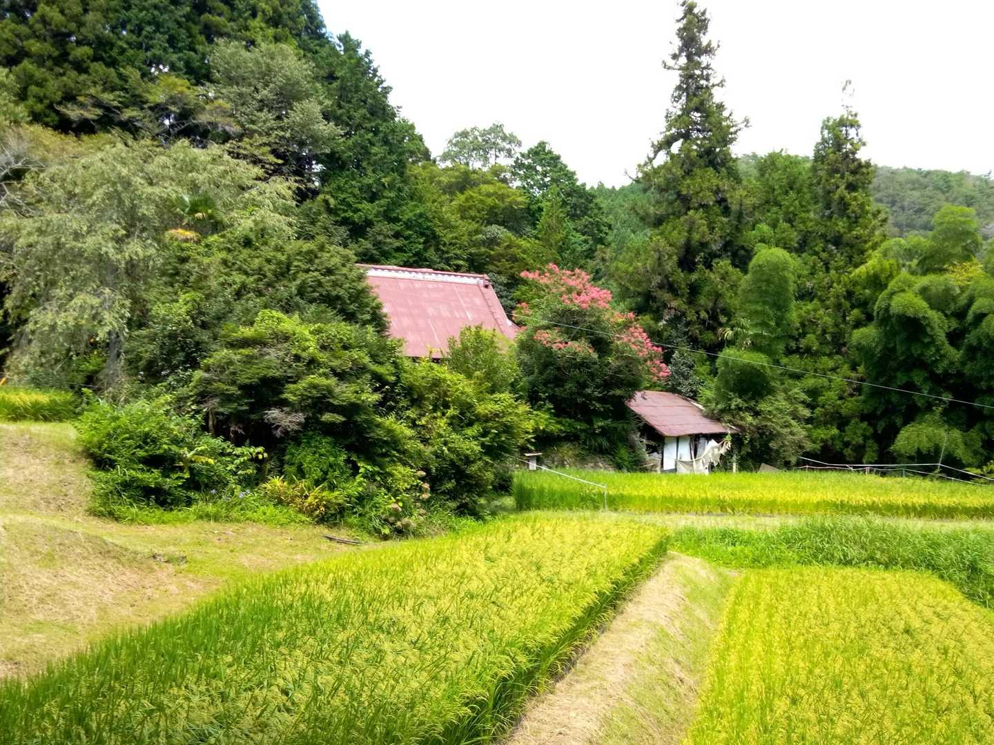 　平蔵集落の一軒目の家屋である。画面手前側に稲田が広がっており、稲も７割ほど実っている。耕作面積は数反ほどと思われる。
　この道の手前側は工事中であるが、この先の田ノ尻集落方面からのアクセスが可能なため、現在も居住されておられるものと思う。
