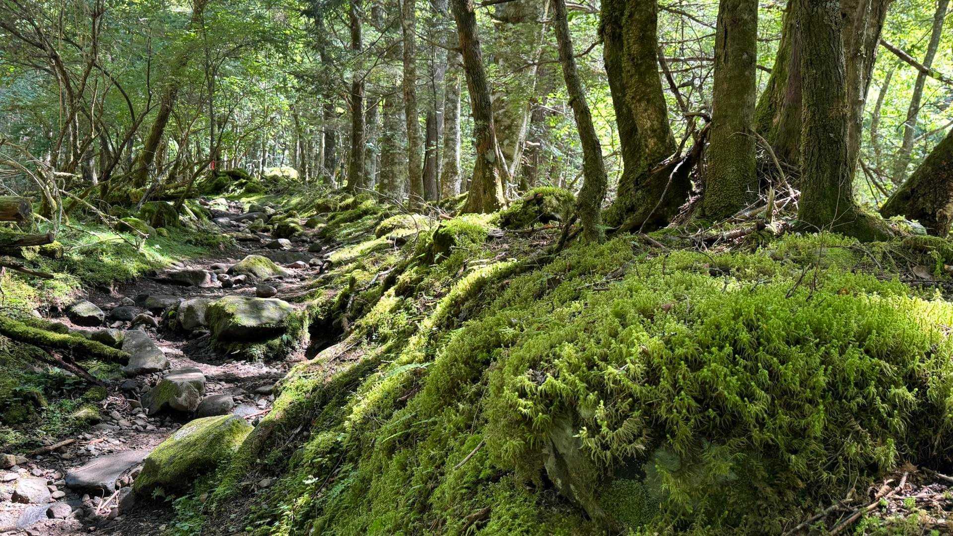 木々と苔の緑が目に優しい👀癒しの時間。