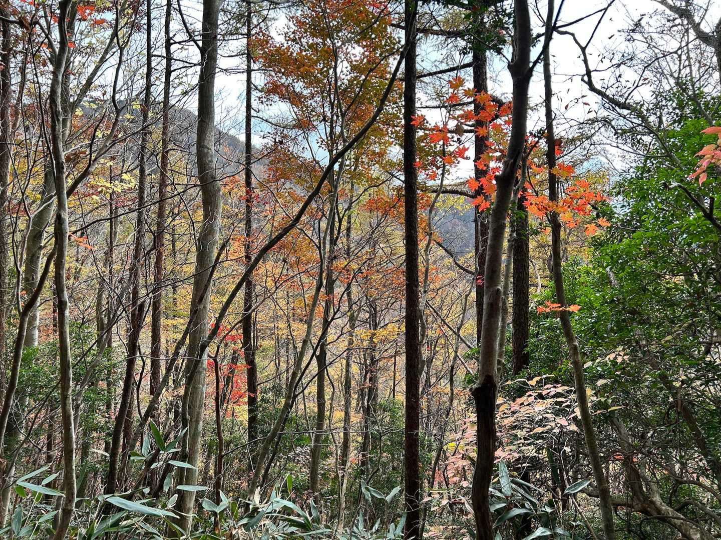 大金峰登山口-大金峰-小金峰 周回コースの写真
