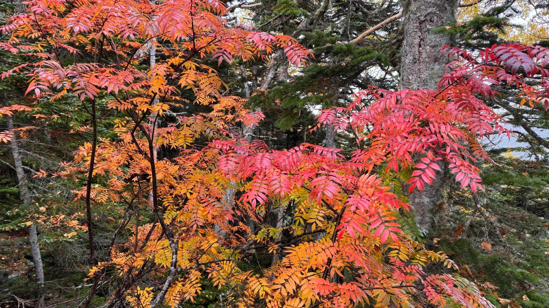 真っ赤な紅葉🍁🍁🍁