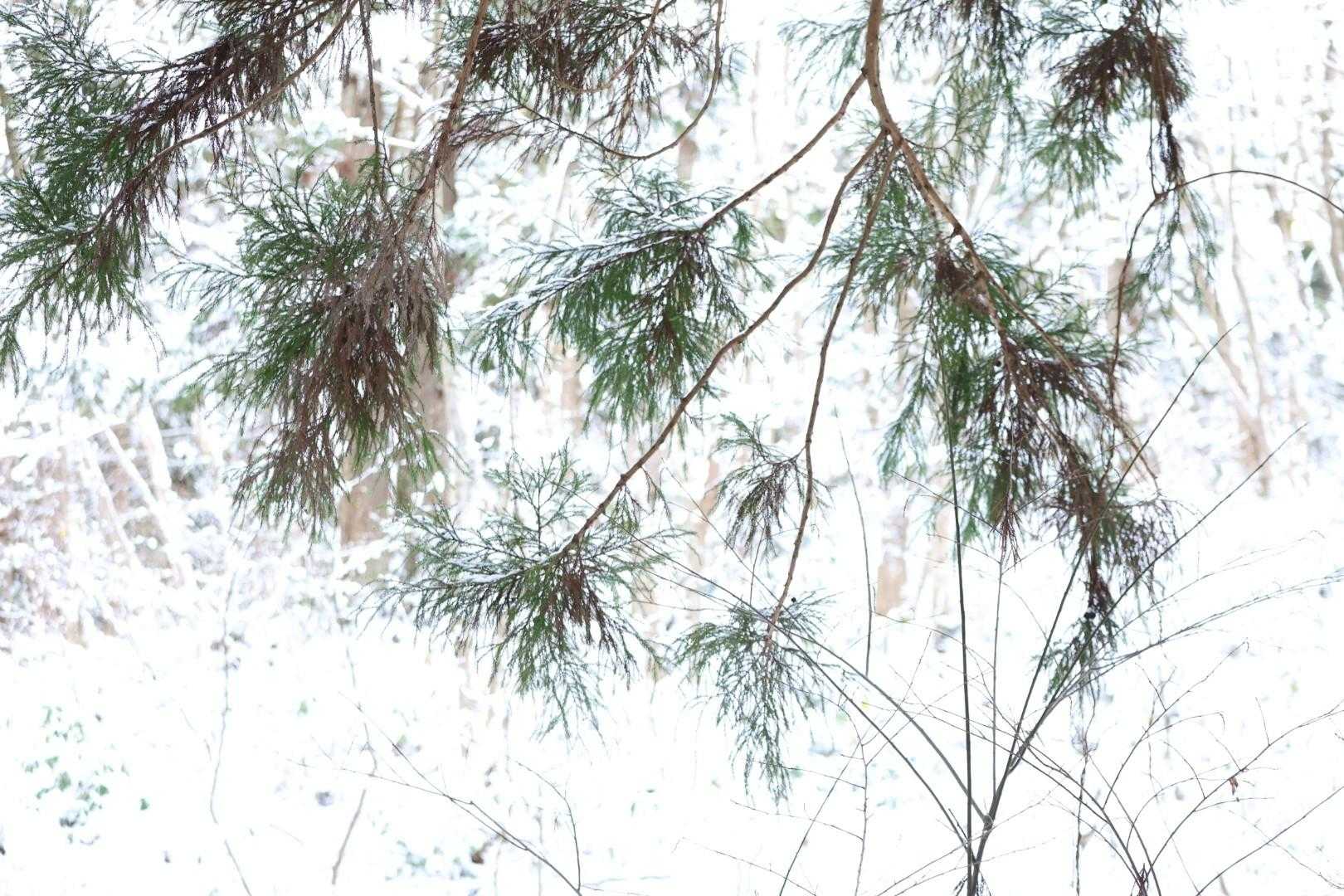 水晶山神社-水晶山 往復コースの写真