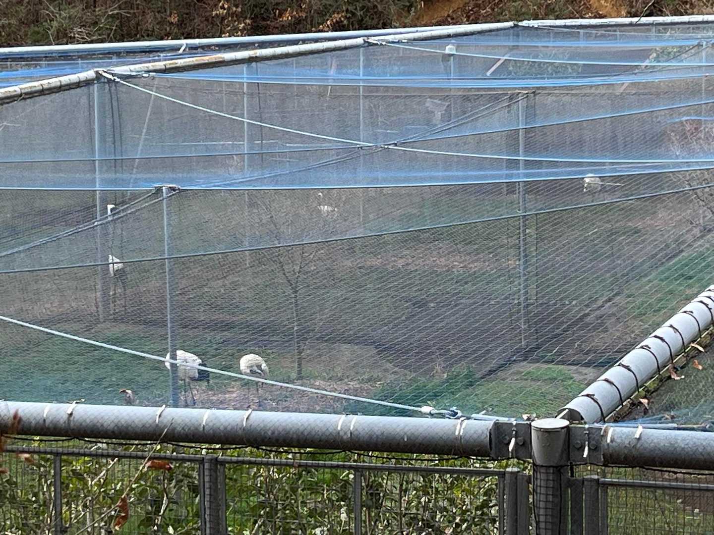 保護エリアのタンチョウたち
餌の要求？鳴き出すと賑やか😆