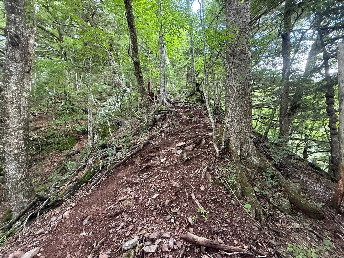 急登を降りたのであっという間に下山！