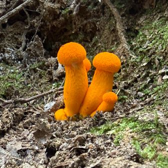 めっちゃオレンジのキノコ🍄　ハナガサイグチ