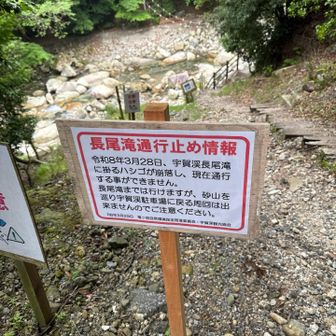 長尾滝のハシゴ🪜登りに来たのに、崩落！
仕方なく、金山尾根で、登る。
