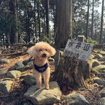 水井山🙌

結構な登りでした。