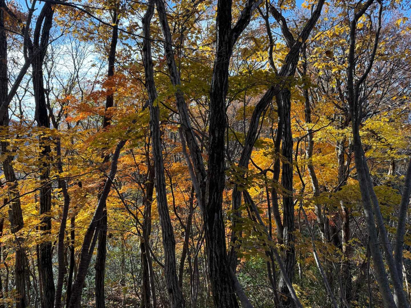 秋だねー🍂
