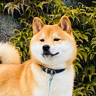 ミオピー