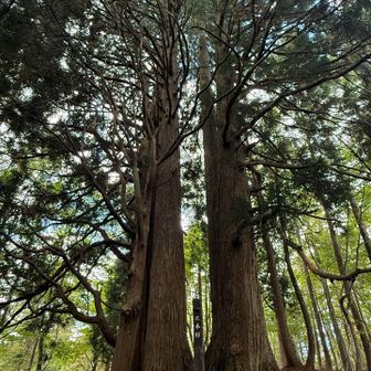 六本杉🌲🌲