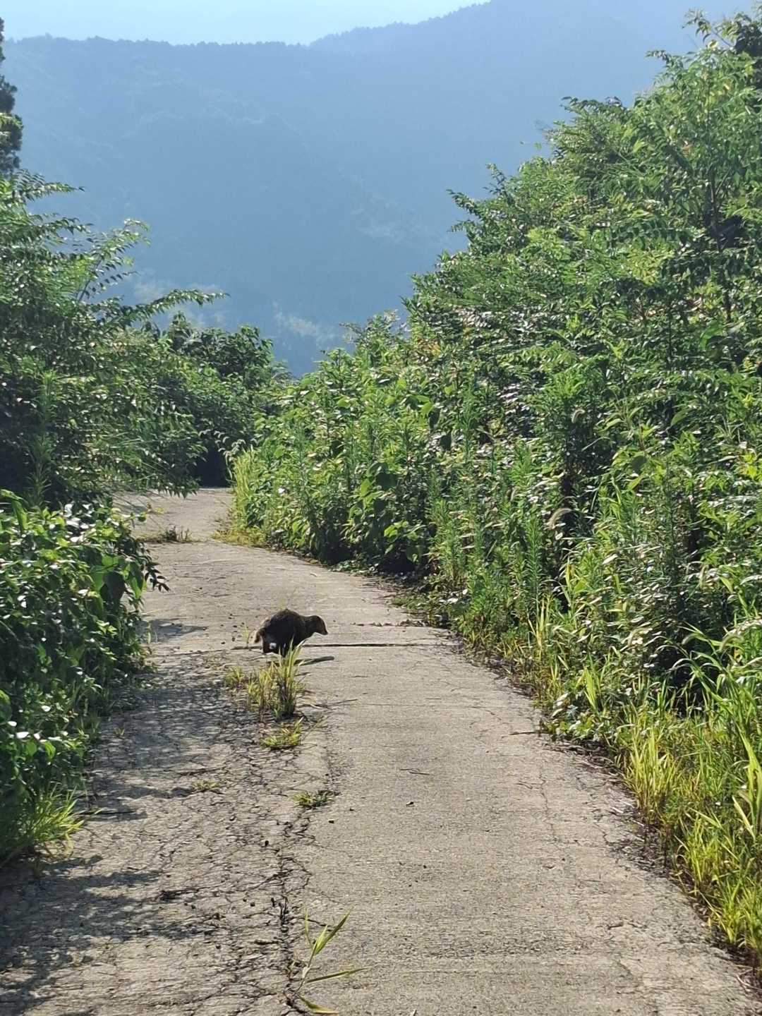 アナグマ🦡登場～✴️