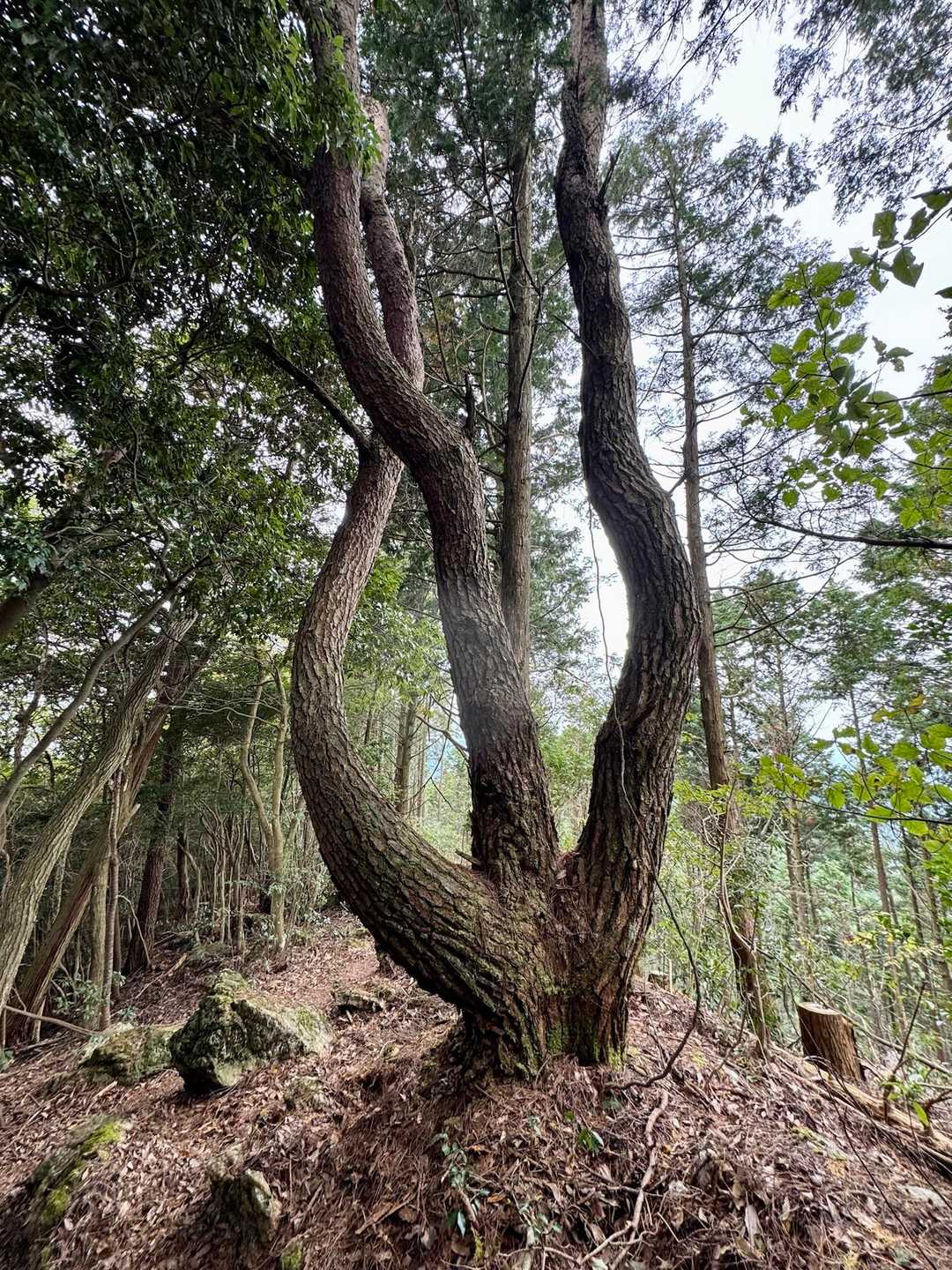 面白い木🪾