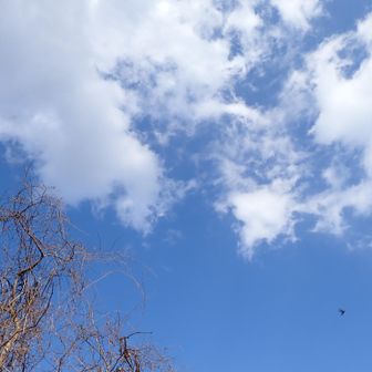 厳しい下りを乗り切って立ち止まり、青空。
野鳥の声にほっとする。