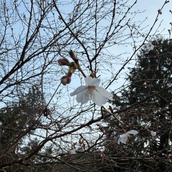 レストハウス近くに桜発見！これからって感じ。