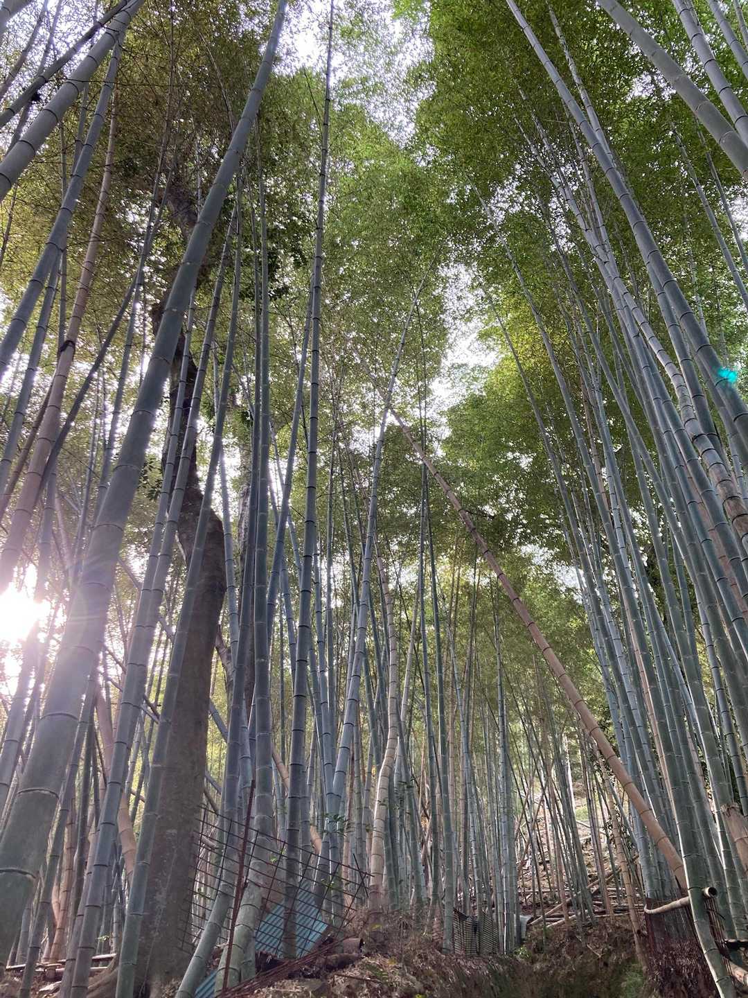 竹林　きれい
