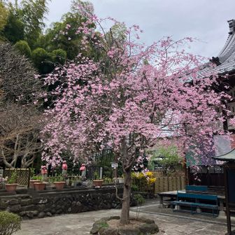 長泉院にて。よくお手入れされています。