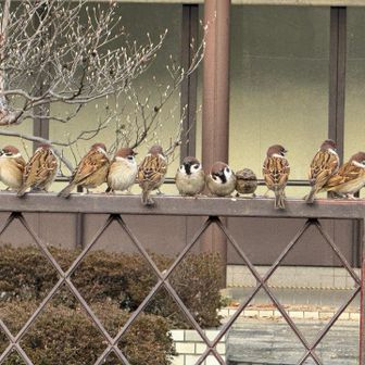 写真撮って拡大したらシマエナガかと思った😊