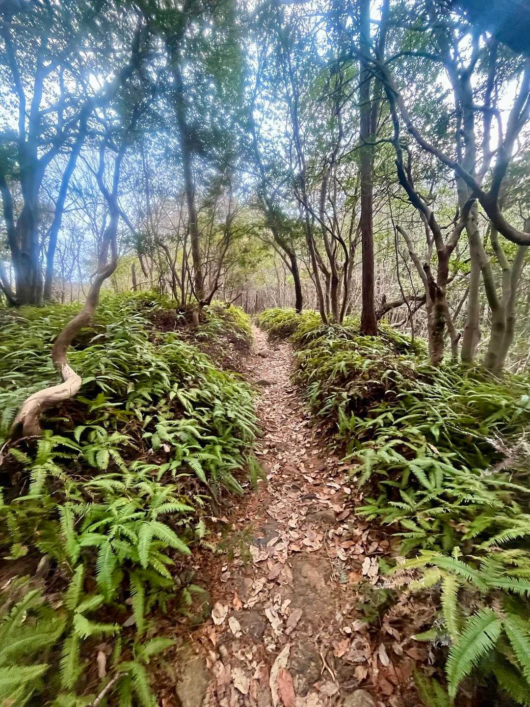 下りるよー🪵🌴🌲