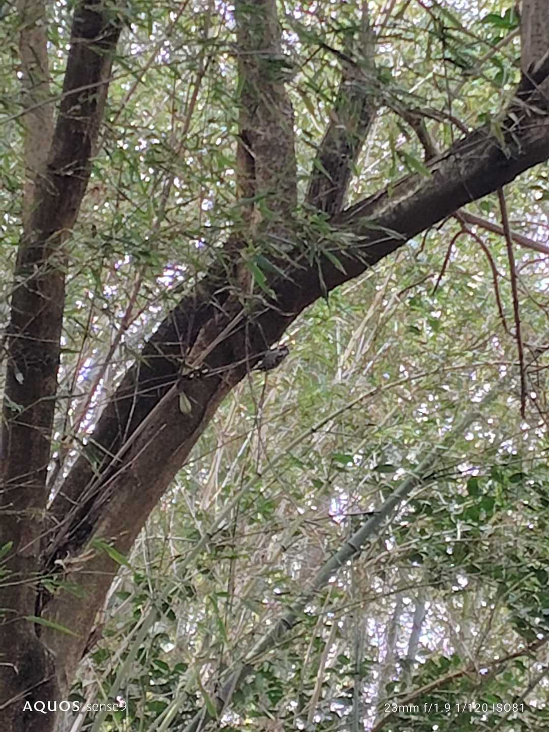野鳥がいた！　コゲラかな🐦‍⬛