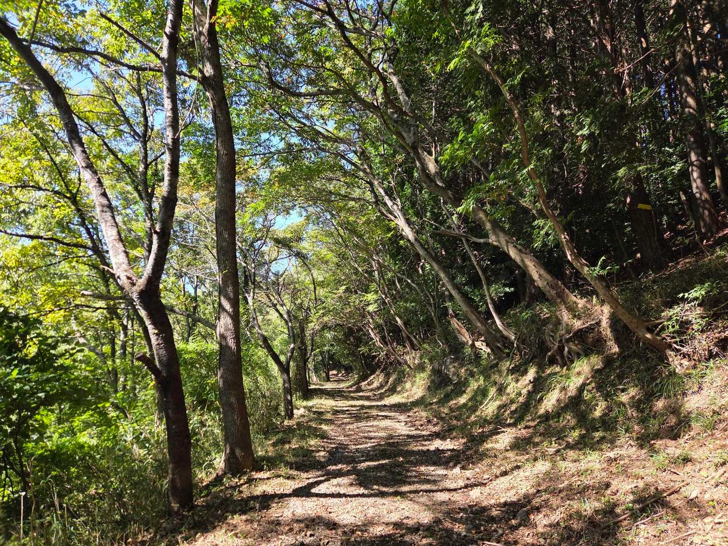 志高湖畔バス停-船原山-立石山 周回コースの写真