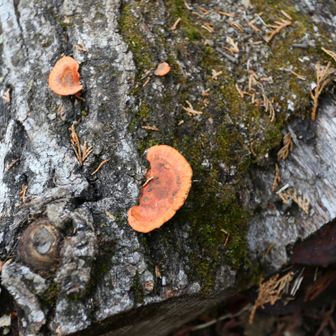 変顔さんの近くのキノコ