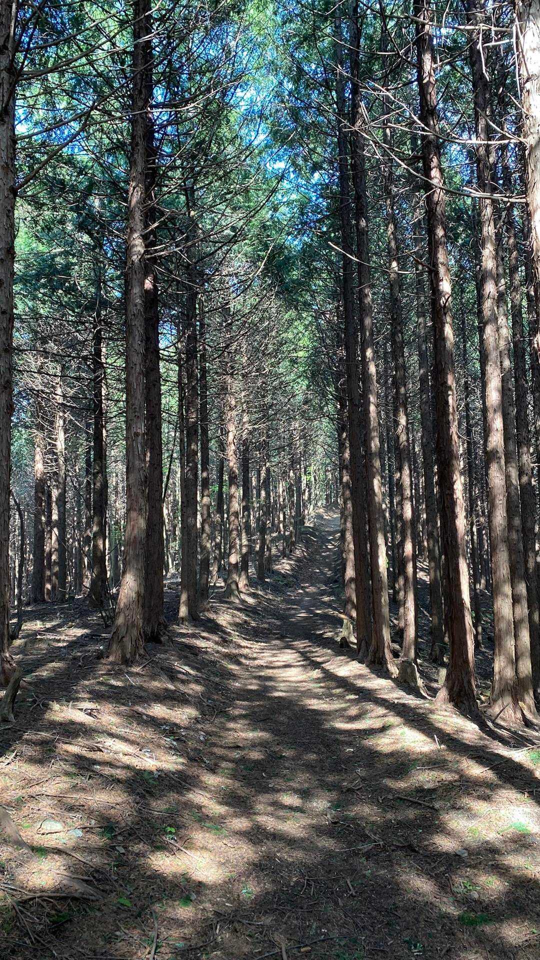 気持ちの良い山道
