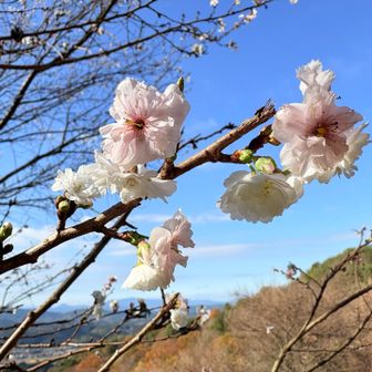 ビタミンさんのレポより
彼岸桜って言うんですねー🌸