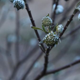 ミツマタはまだまだ固い蕾です。