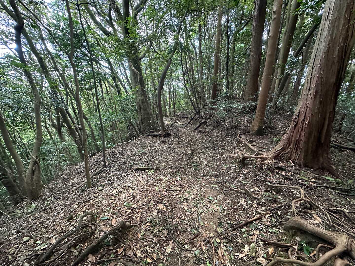 帰りは大谷尾根道で
こっちは快適な尾根道で楽チンですがメマトイはこっちも大量でした💦