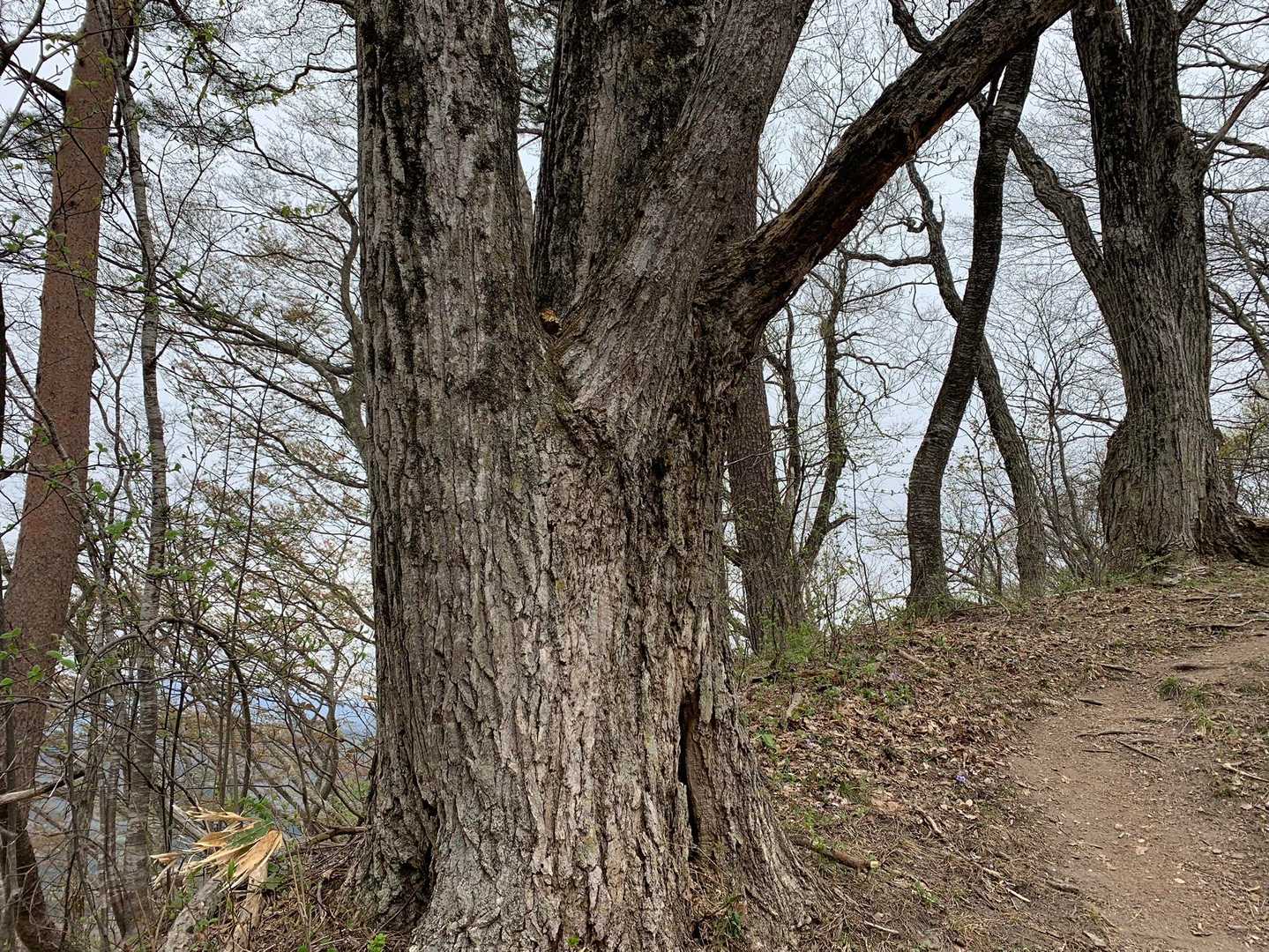 コナラの大径木