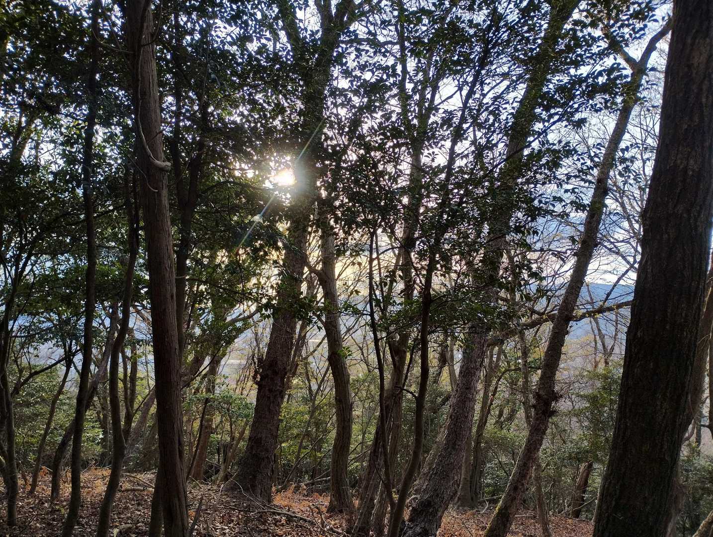 伊賀の街が木の隙間から見える👀
景色はないです😆