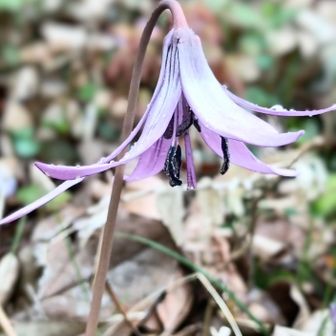 花言葉
「初恋、寂しさに耐える
嫉妬 」🫢 (ネット情報)
