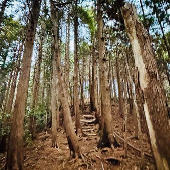 誰にも会わない静かなトレイル