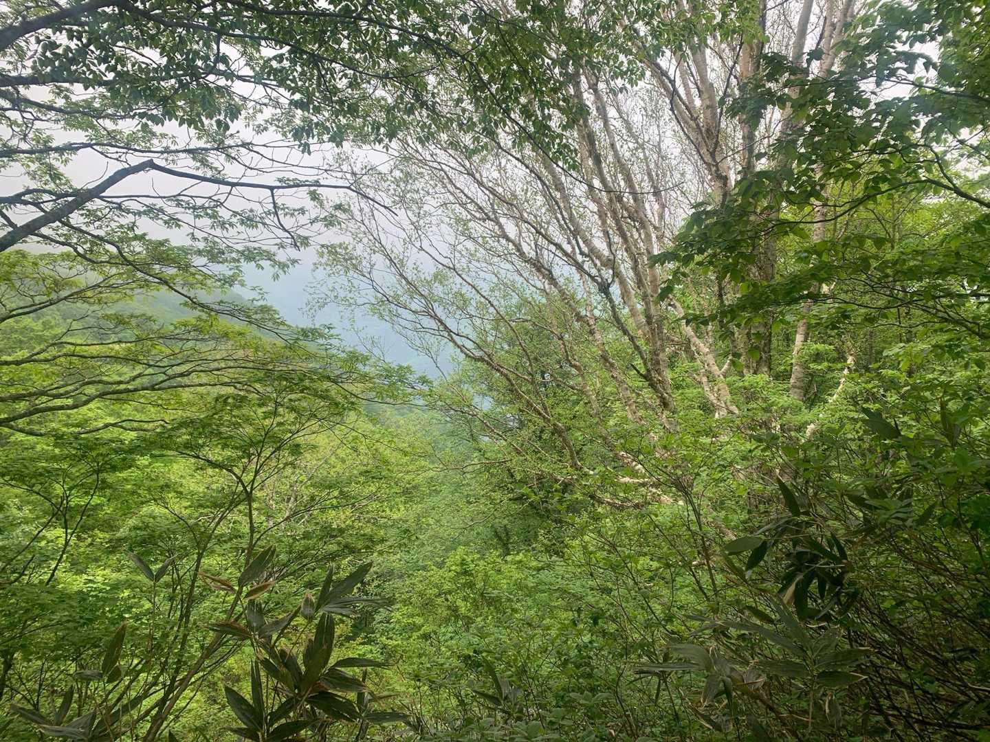 小野岳 往復コースの写真