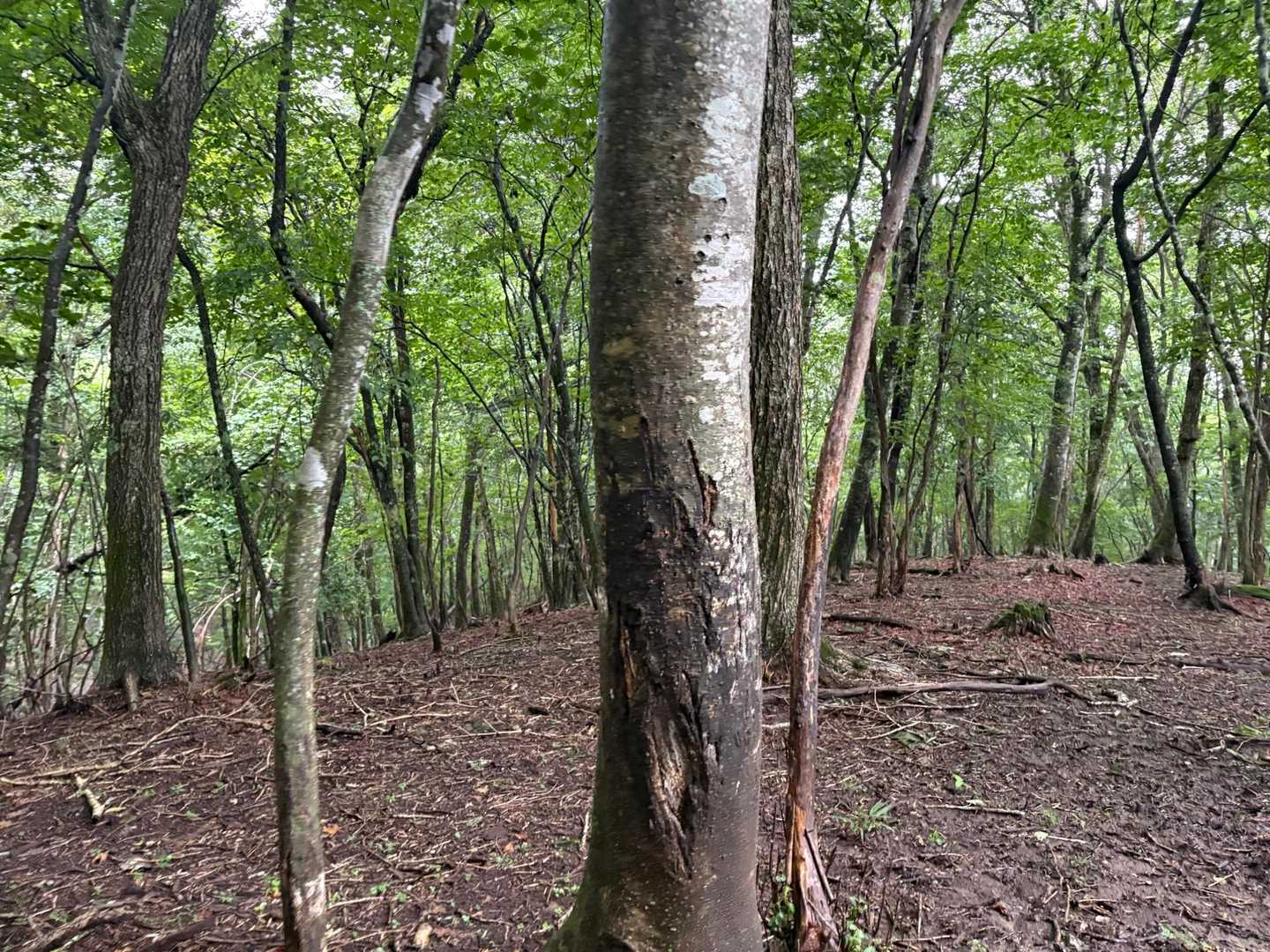 熊の爪とぎの後。数年前のものでもこうやって残ります。
登山中に何回か鹿さんの鳴き声も聞こえましたが、素早く逃げていたので、姿を見ることはできませんでした。笠取山は鹿さんが多く生息しているらしい。🦌