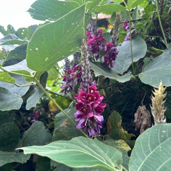 これは、なんの花？？
調べてみよう🔍

追記
これ、葛の花だそうです。
そういえば掛川は葛湯や葛布が特産品だけど、こんな風に自然にも生えているんですね〜😳