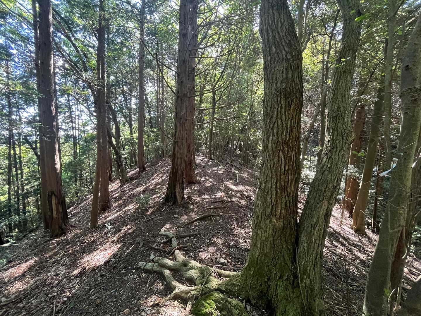 🌳森の中は清々しいです☺️