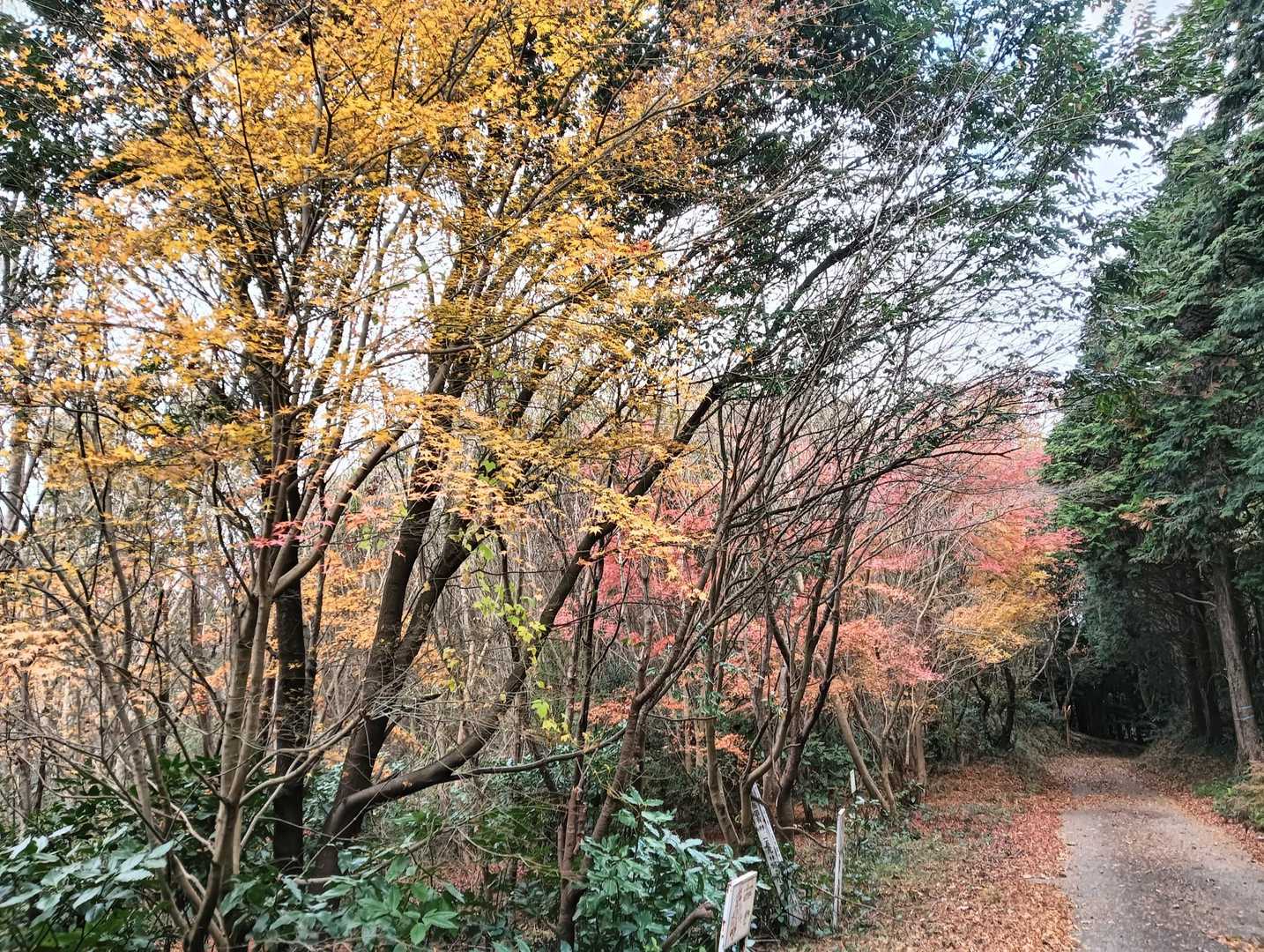 紅葉の残りが少しありました🍁