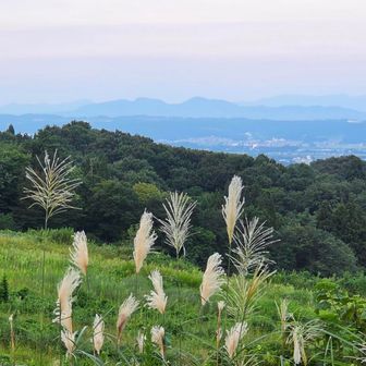 ススキ
山は秋らしくなってきた！😌