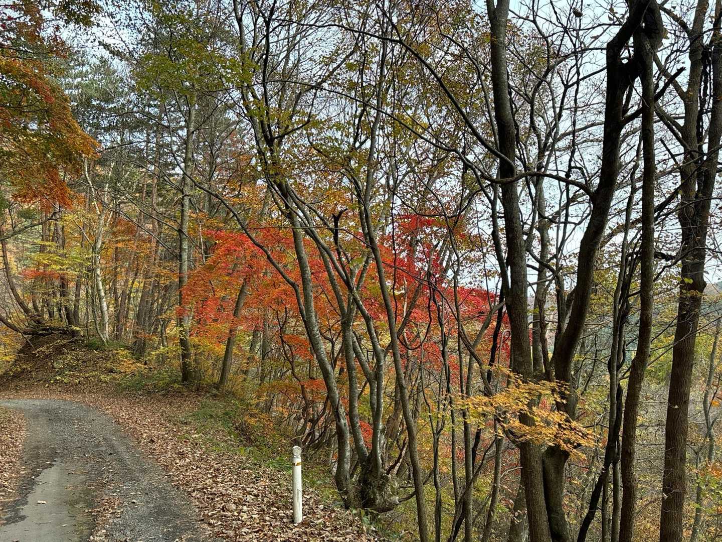 赤林山矢巾温泉登山口-赤林山-西赤林山-ノロキ山-南昌山- 周回コースの写真