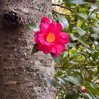椿の花のアップ🌺キレイなのを選んで撮りました。