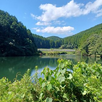 尾道堤