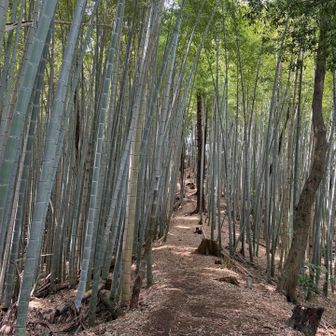 竹林🎋美しい😍
