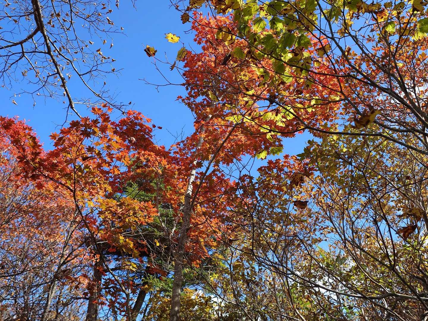 赤や黄色の紅葉は青空が背景だとやっぱりよく映える。