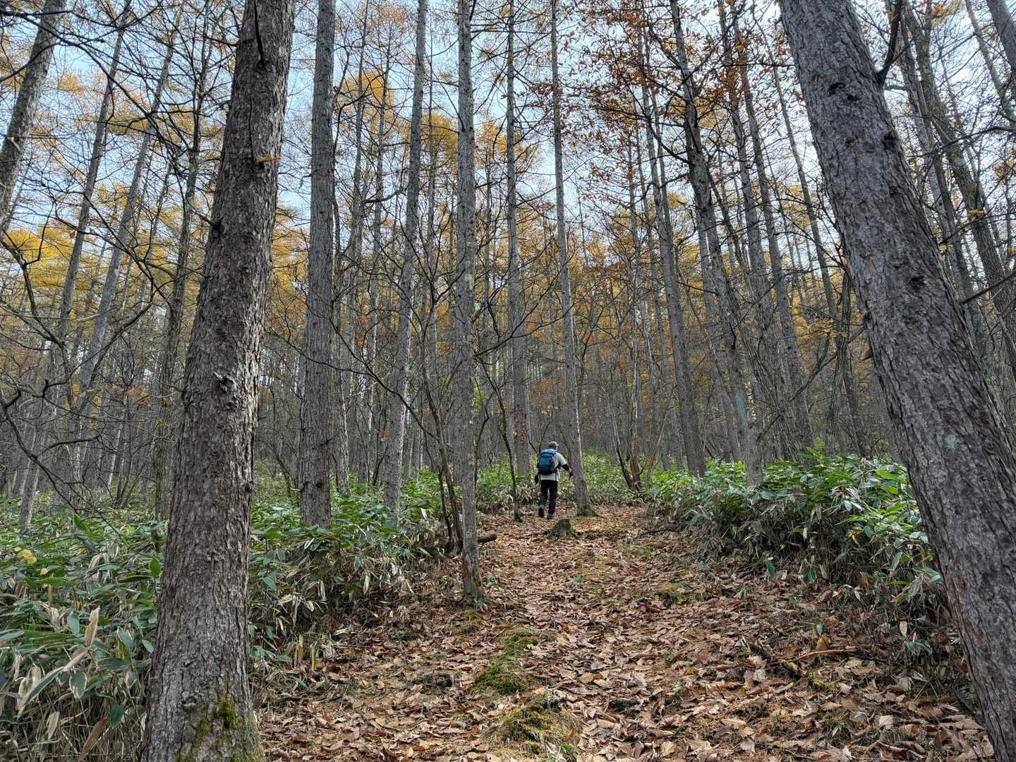 林の中の広めの登山道