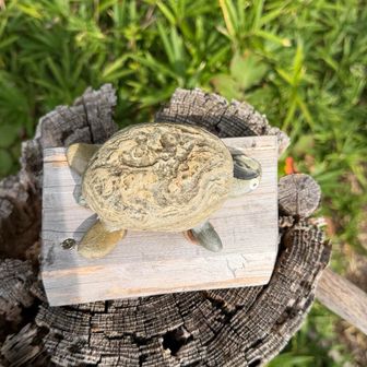 亀🐢