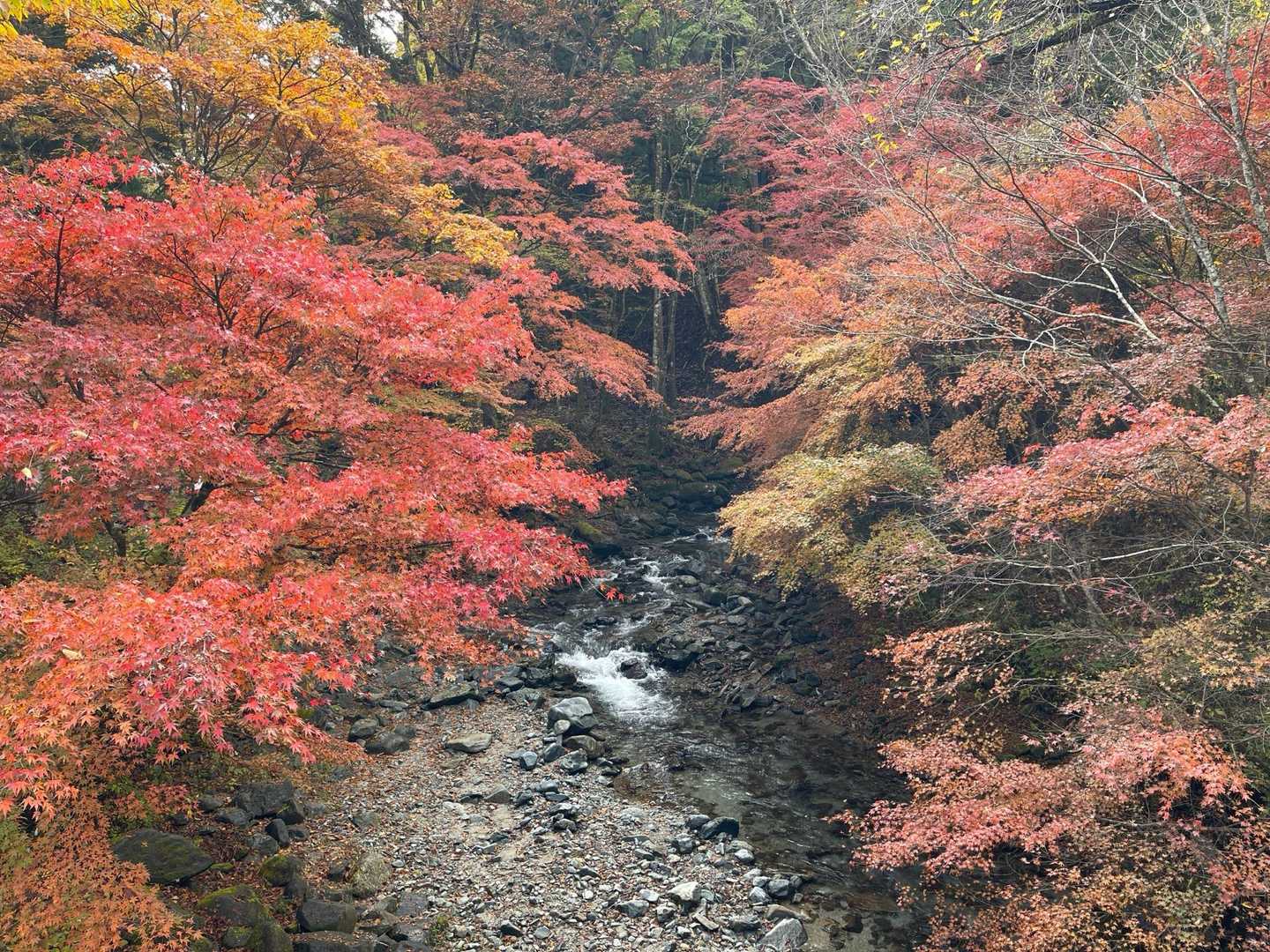 川と紅葉🍁