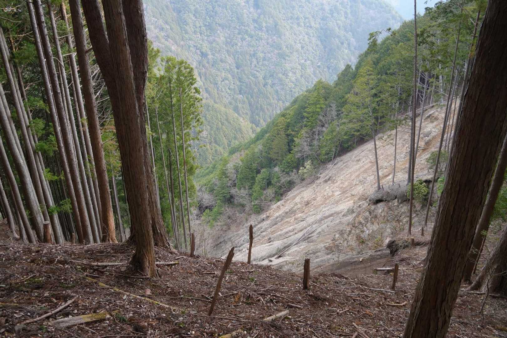 二王山 往復コースの写真