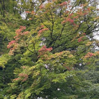 🍁いよいよ紅葉シーズンのはじまりはじまり🙌🎉