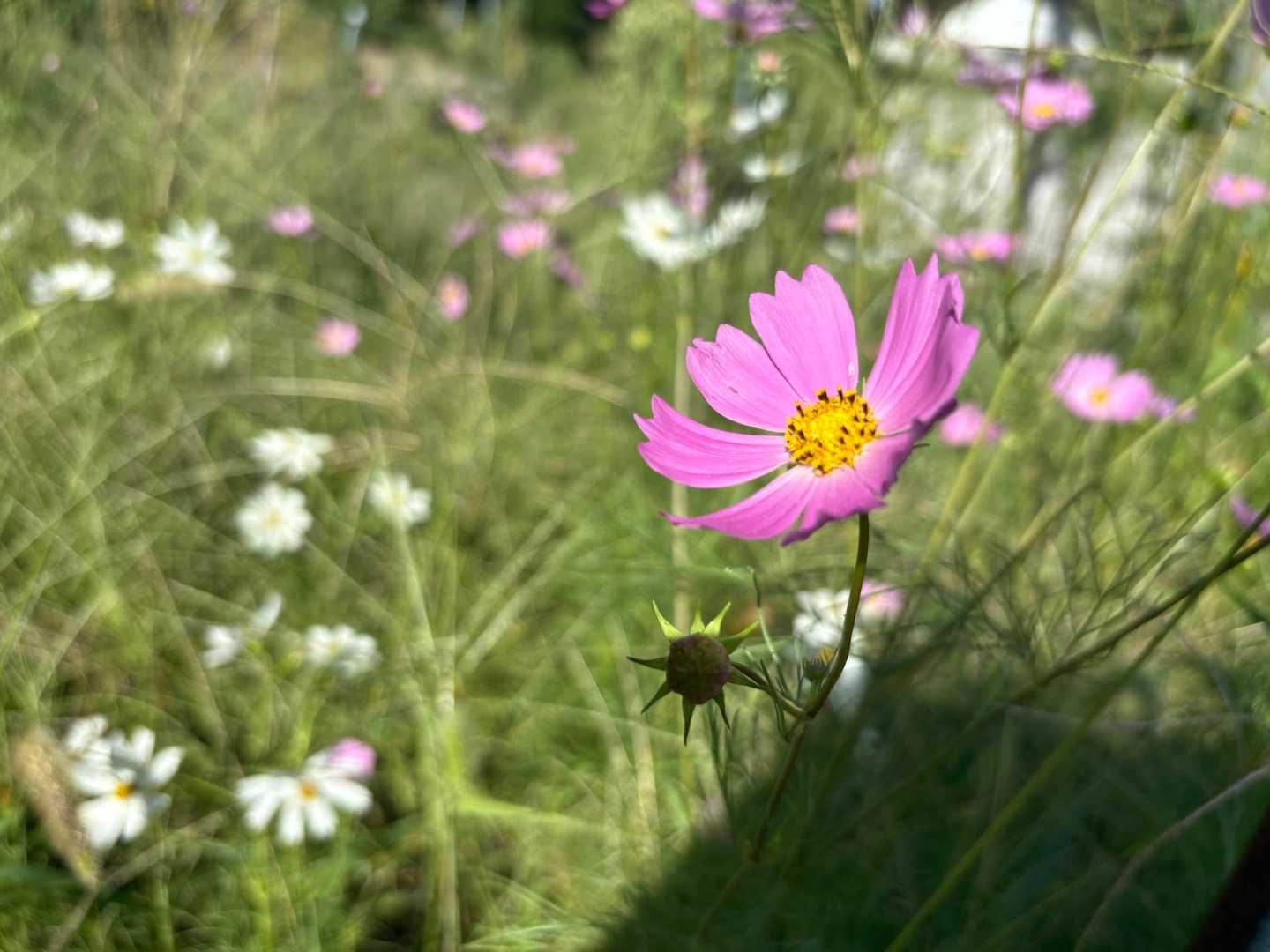秋の気配🌸